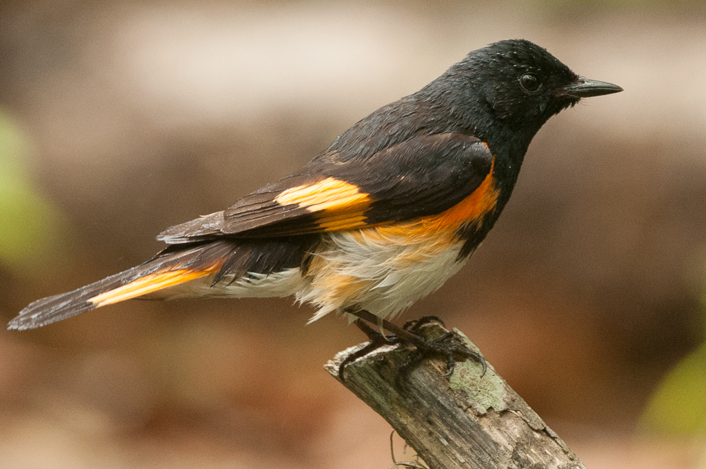 American Redstart in tree