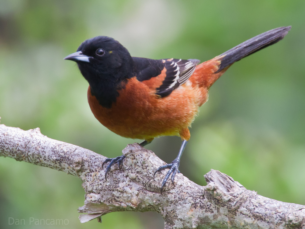 Baltimore Oriole in summer tree