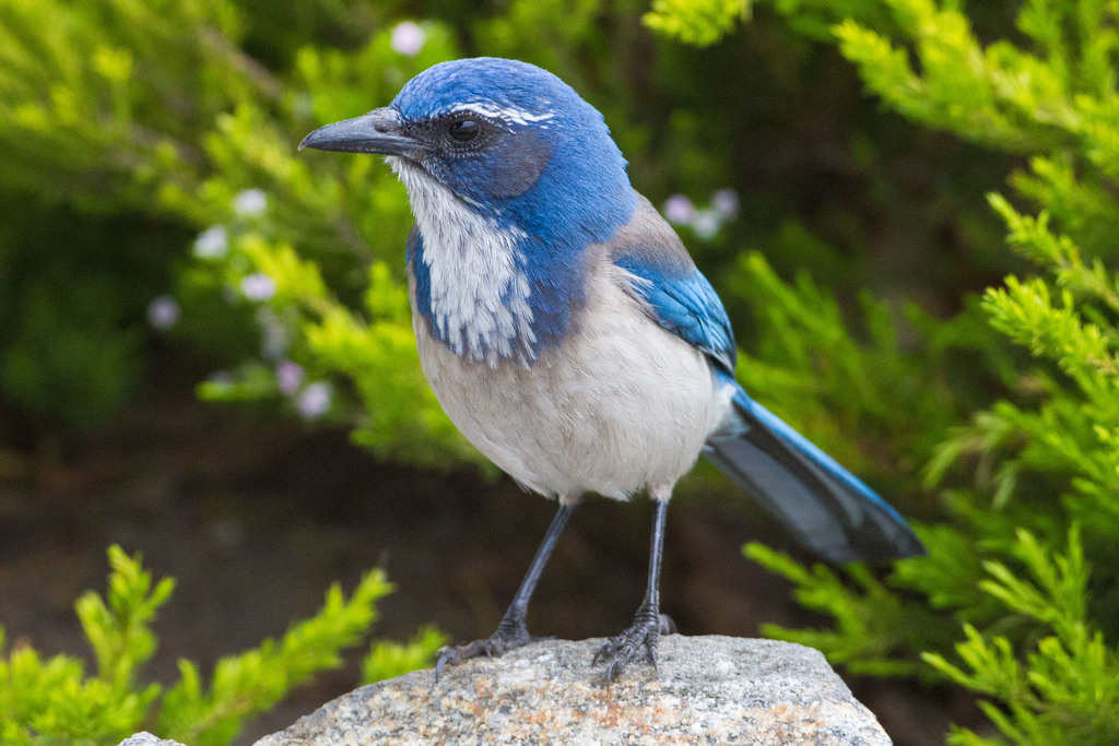California Jay in coastal habitat