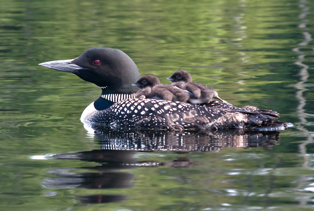 Common Loon on water