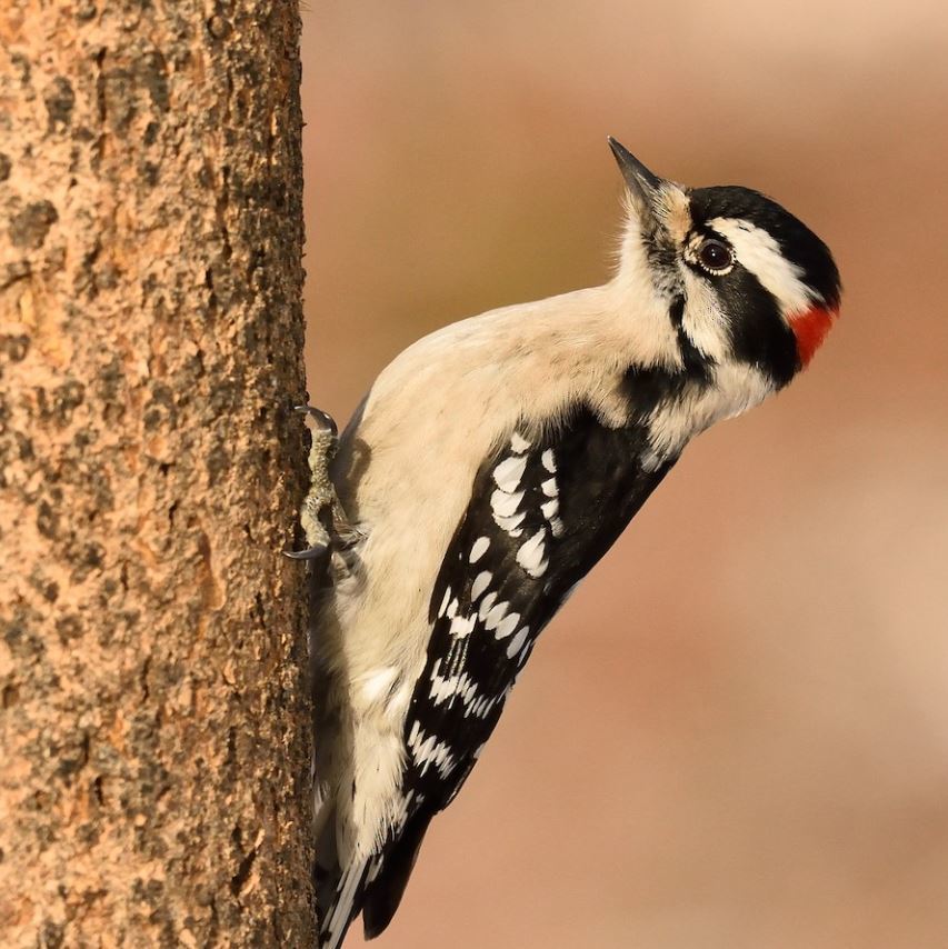 Downy Woodpecker visits
