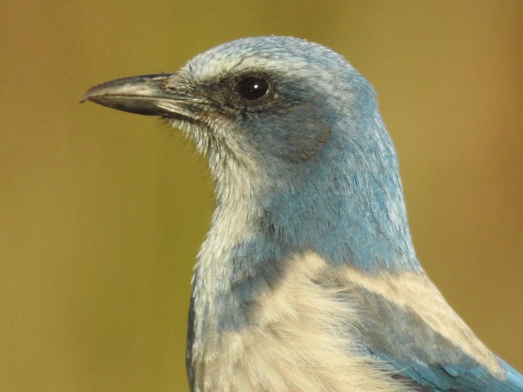 Florida Jay in pine forest