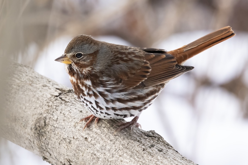 Fox Sparrow on ground