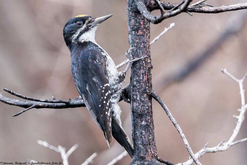 Hairy Woodpecker at feeder