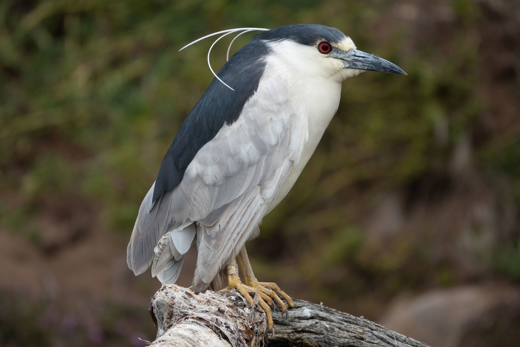 Great Blue Heron at water