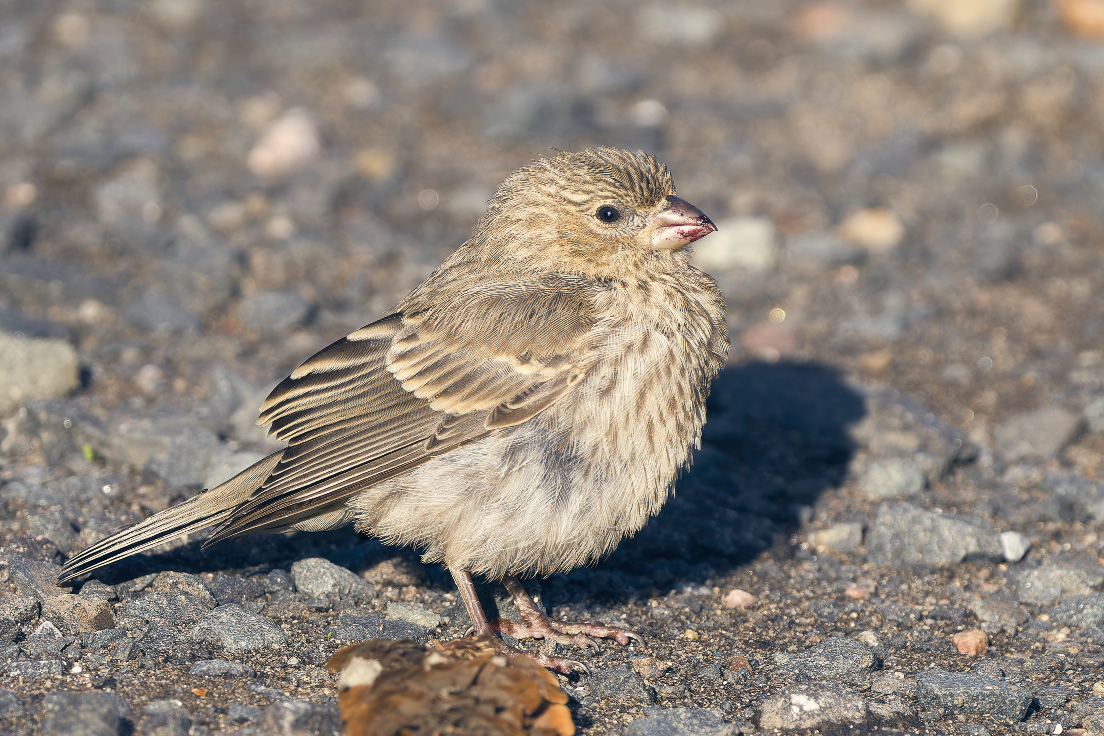 House Sparrow on ground feeder