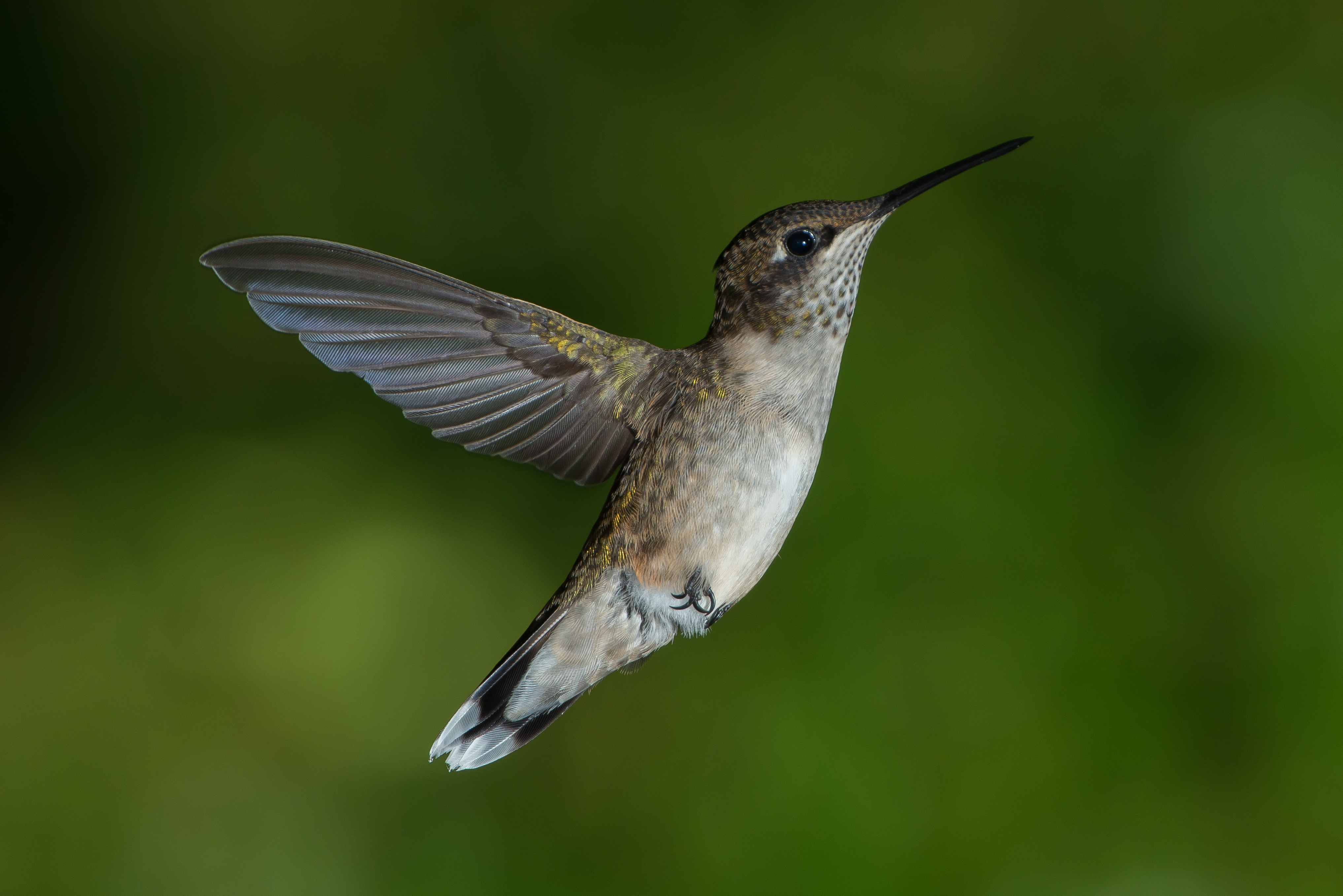Hummingbird — magical tiny visitor