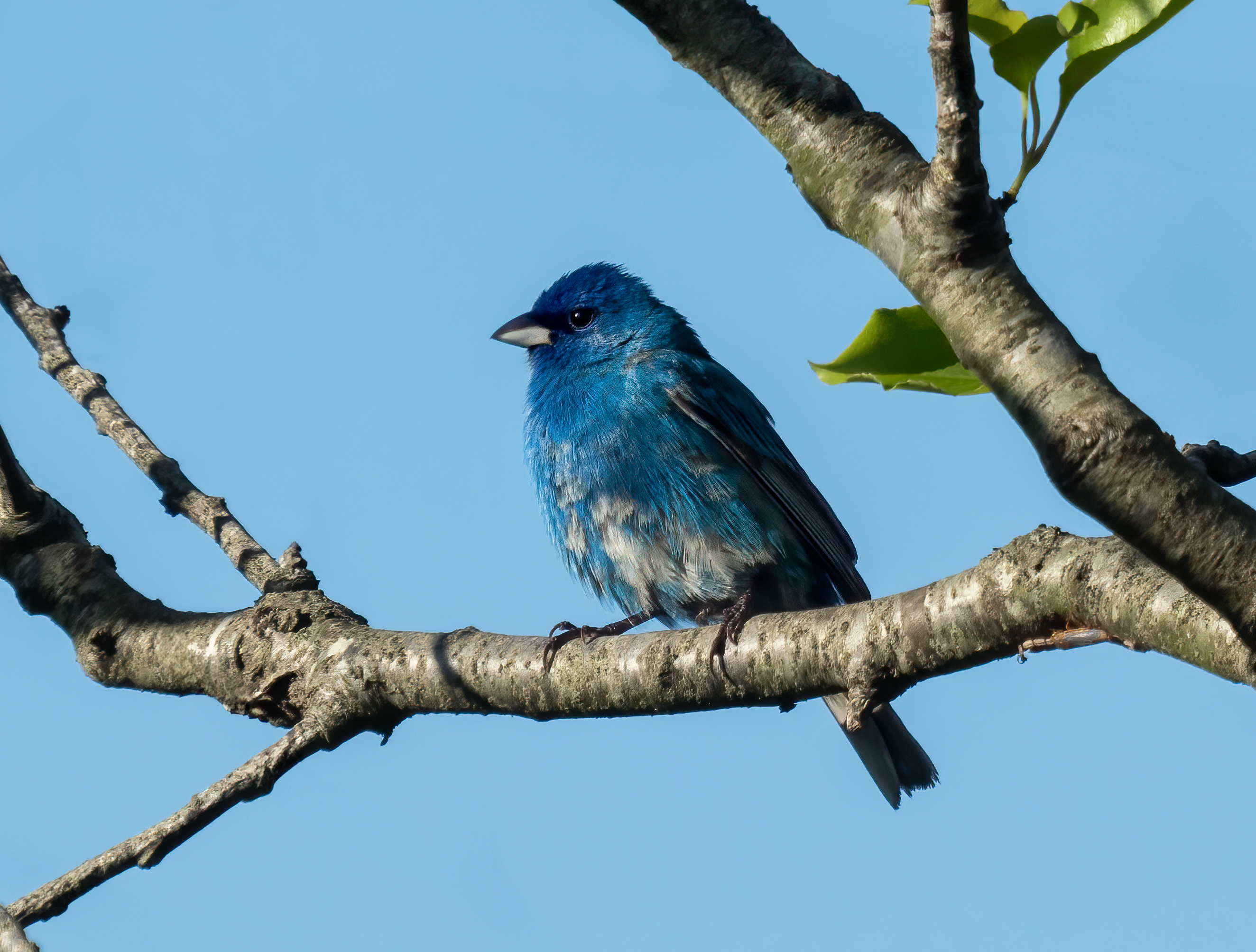 Indigo Bunting in summer sky