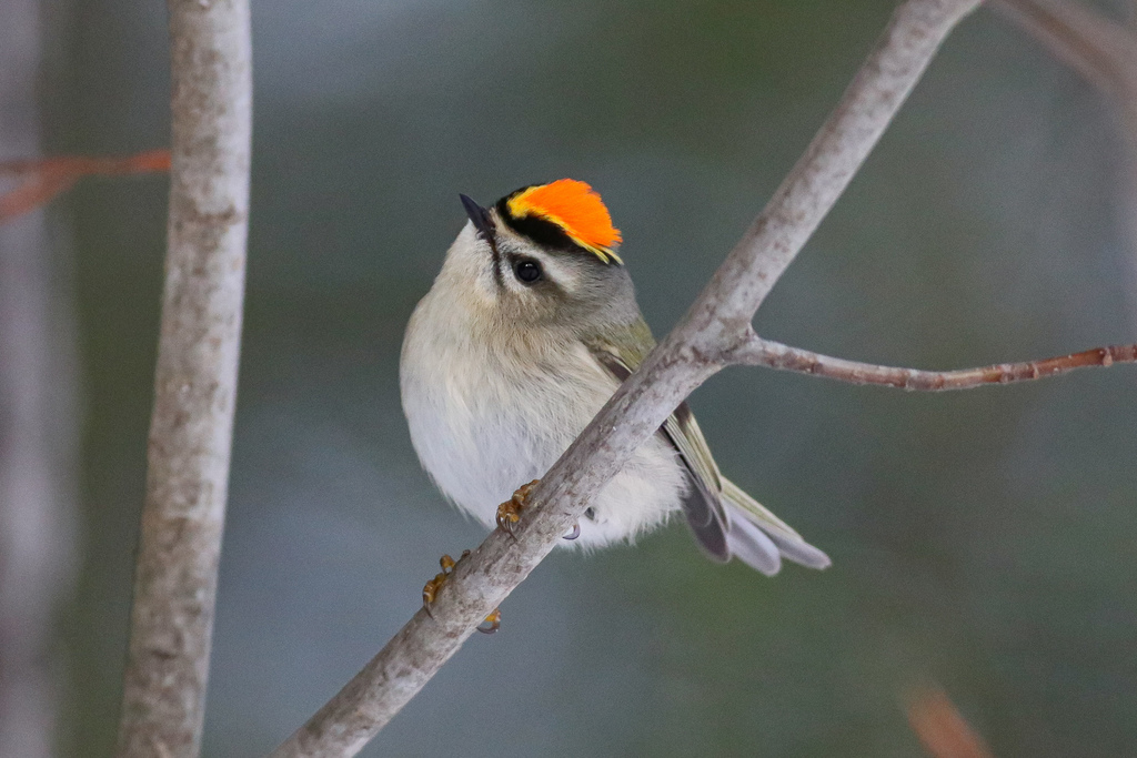 Kinglet — tricky field guide challenge