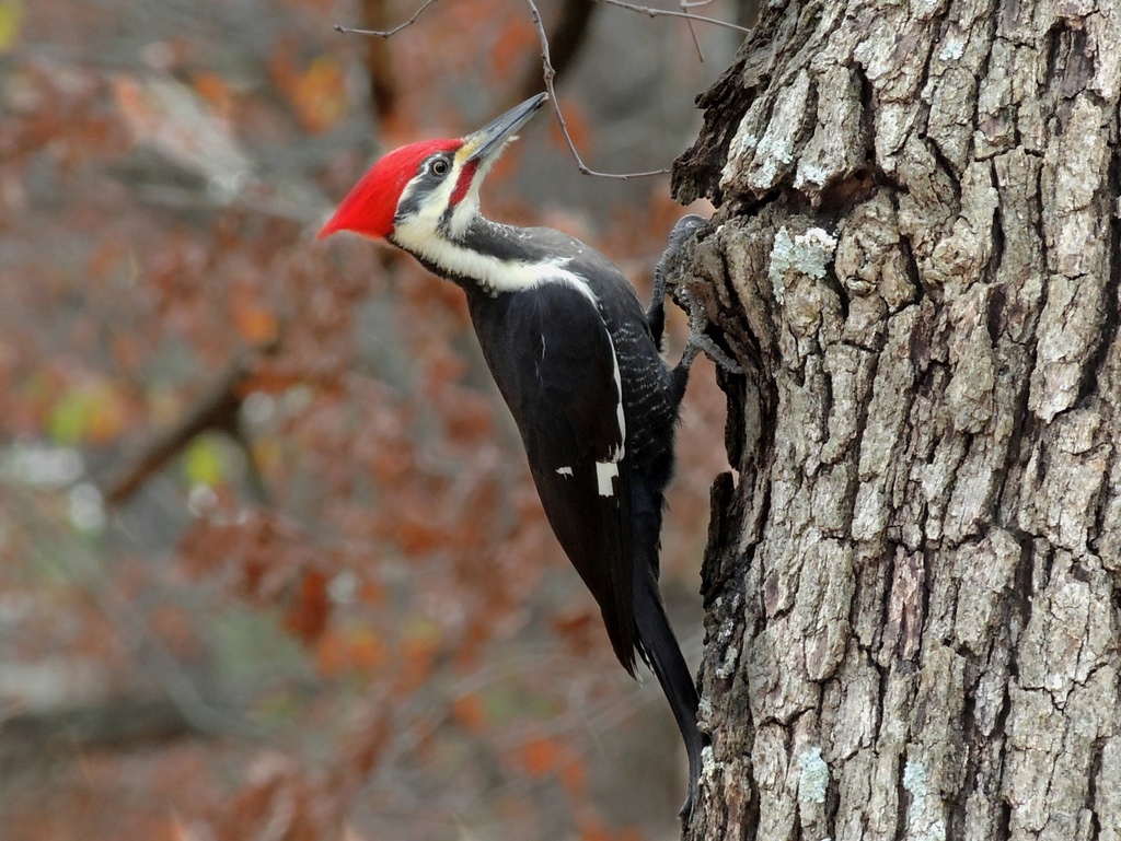 Pileated Woodpecker on trunk