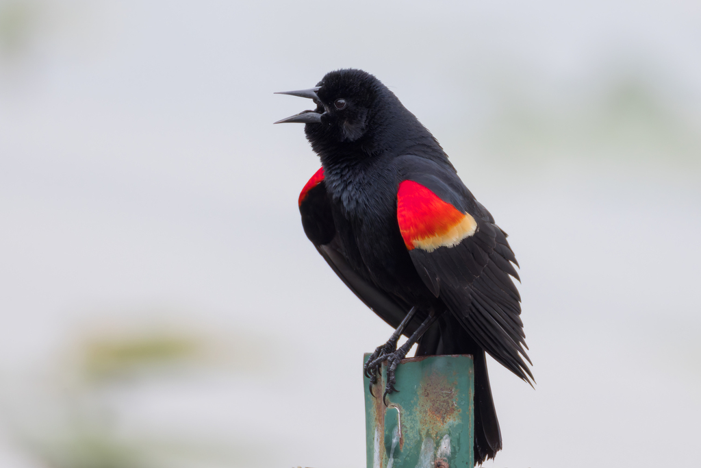 Red-winged Blackbird in marsh