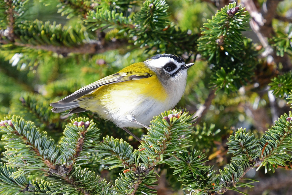 Ruby-crowned Kinglet in winter shrub
