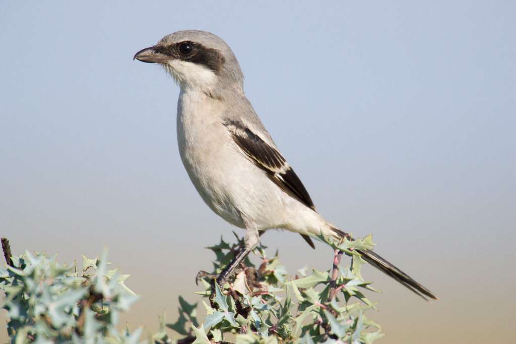 Loggerhead Shrike on branch