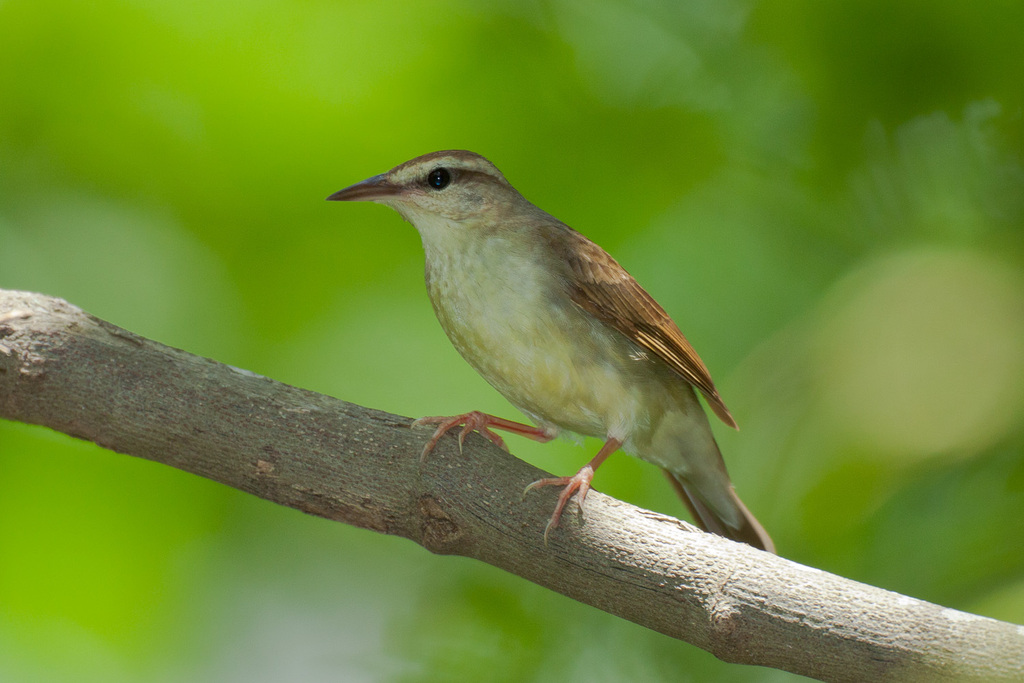 Swainson's Warbler in fall foliage