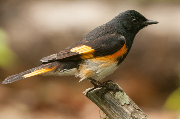 Warbler