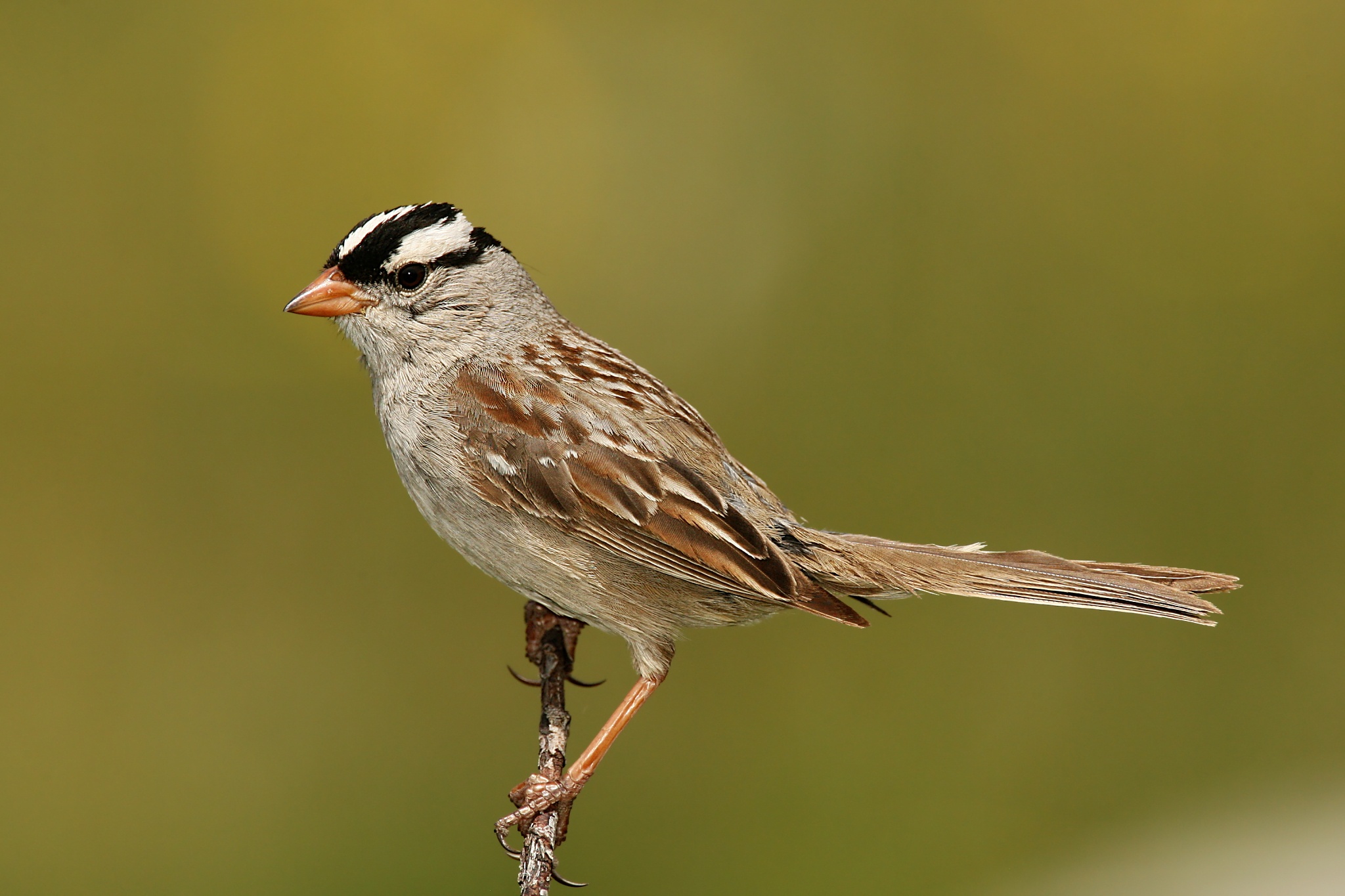 White-crowned Sparrow in winter dress