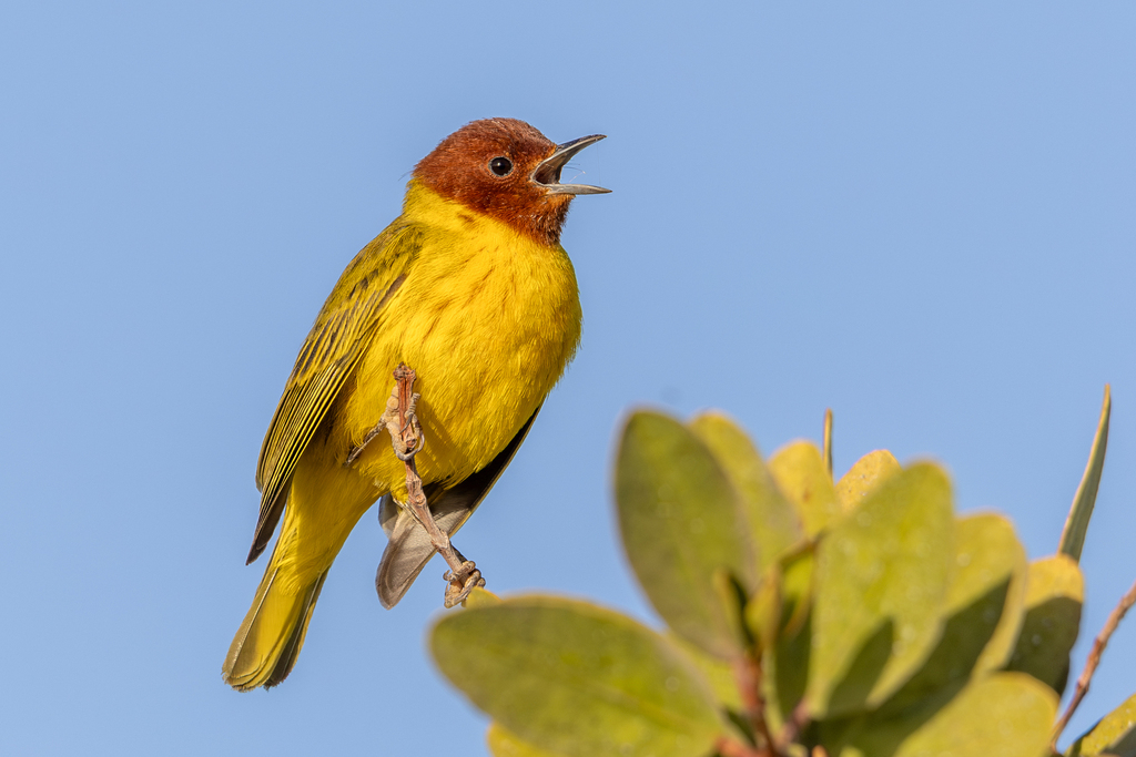 Yellow Warbler on branch